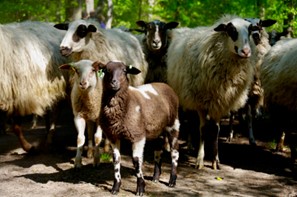 Schaapskudde de Belhamel